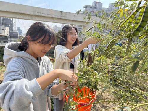 裝飾性圖片